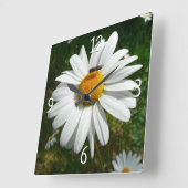 Bijen op Daisy Alaskan Summer Natuur Foto Vierkante Klok (Hoek)