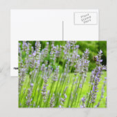 Bijen op de Lavender Summer Floral Briefkaart (Voorkant / Achterkant)