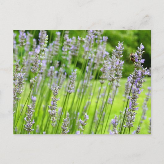Bijen op de Lavender Summer Floral Briefkaart (Voorkant)