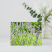 Bijen op de Lavender Summer Floral Briefkaart (Staand voorkant)