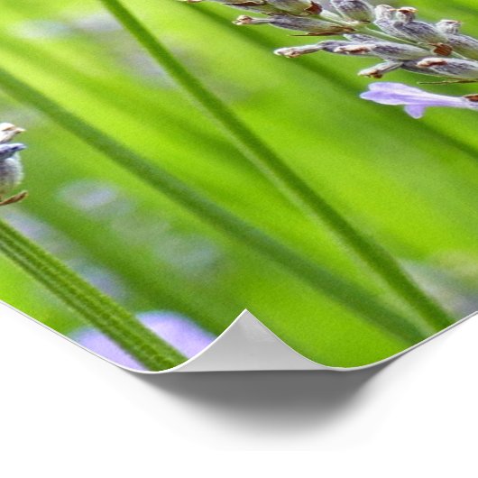 Bijen op de Lavender Summer Floral Poster (Hoek)
