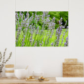 Bijen op de Lavender Summer Floral Poster (Keuken)