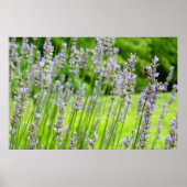 Bijen op de Lavender Summer Floral Poster (Voorkant)