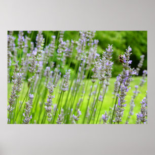 Bijen op de Lavender Summer Floral Poster