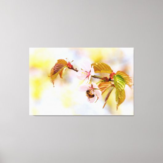 Bijen op een Cherry Flower Canvas Afdruk (Voorkant)