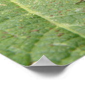 Bijen op een Hollycholeafdruk Poster (Hoek)