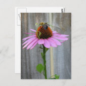 Bijen op een Paarse conefloer Briefkaart (Voorkant / Achterkant)