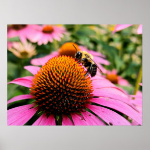 Bijen op een paarse Echinacea Poster