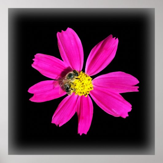 bijen op een roze bloem poster (Voorkant)