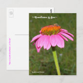 Bijen op een roze Coneflower Briefkaart (Voorkant / Achterkant)