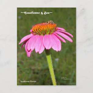 Bijen op een roze Coneflower Briefkaart