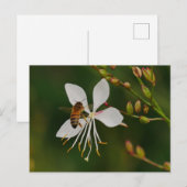 Bijen op Flower Briefkaart (Voorkant / Achterkant)