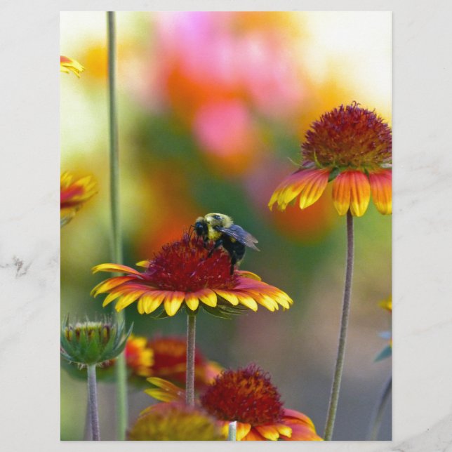 Bijen op Gaillardia (Voorkant)