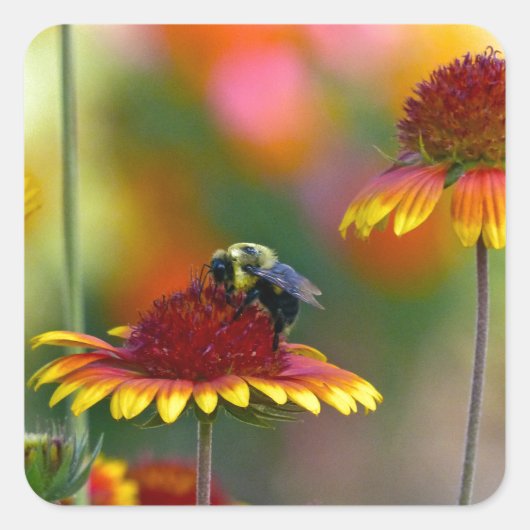 Bijen op Gaillardia Vierkante Sticker (Voorkant)