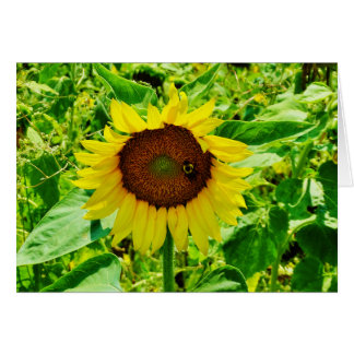 Bijen op gele zonnebloem