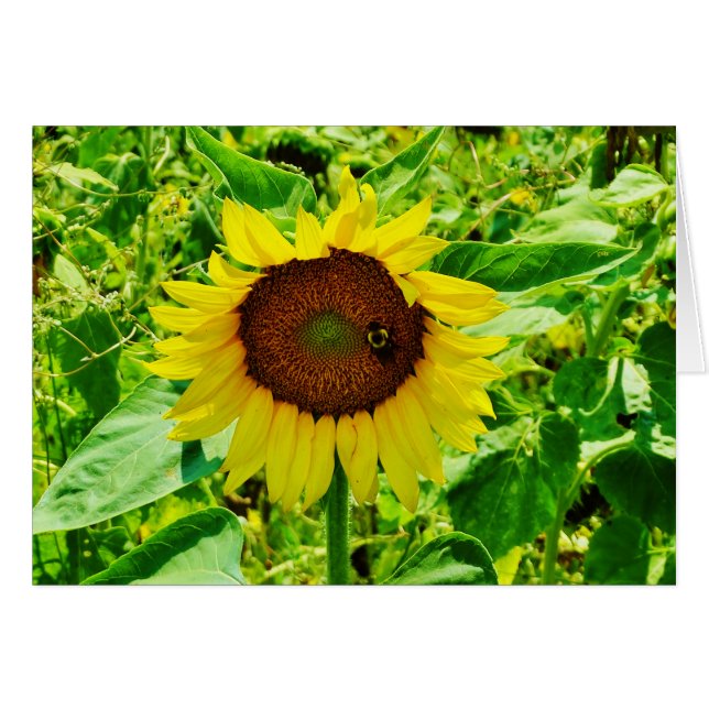 Bijen op gele zonnebloem (Voorkant Horizontaal)