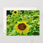 Bijen op gele zonnebloem briefkaart (Voorkant / Achterkant)