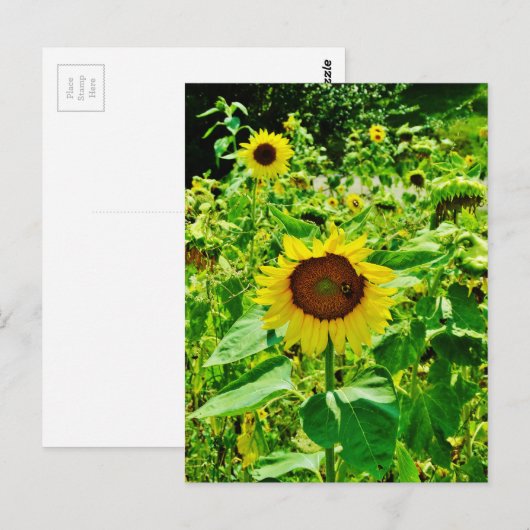Bijen op gele zonnebloem briefkaart (Voorkant / Achterkant)
