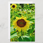 Bijen op gele zonnebloem briefpapier (Voorkant / Achterkant)