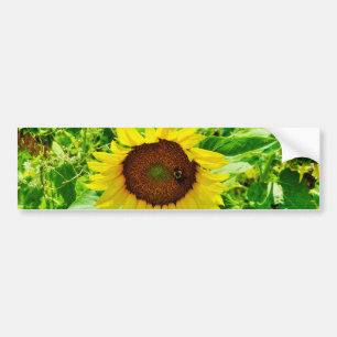 Bijen op gele zonnebloem bumpersticker