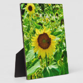 Bijen op gele zonnebloem fotoplaat (Zijkant)