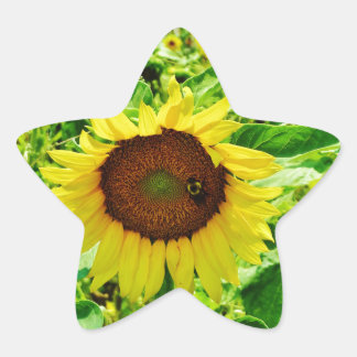 Bijen op gele zonnebloem ster sticker