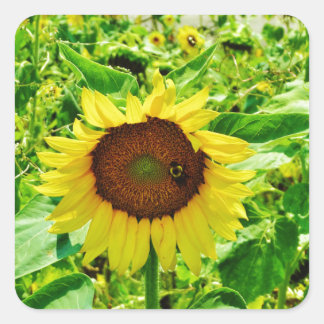 Bijen op gele zonnebloem vierkante sticker