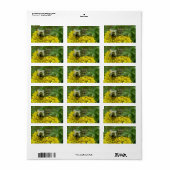 Bijen op Goldenrod, Solidago Etiket (Full Sheet)