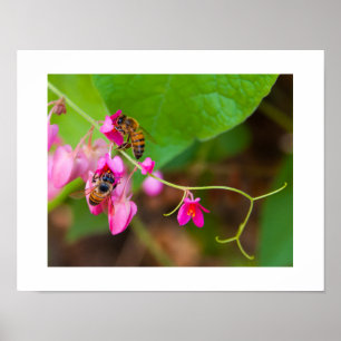 Bijen op helder koraal windebloemen Foto Poster