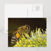 Bijen op het werk briefkaart (Voorkant / Achterkant)
