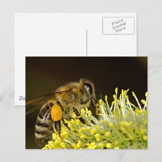 Bijen op het werk briefkaart (Voorkant / Achterkant)