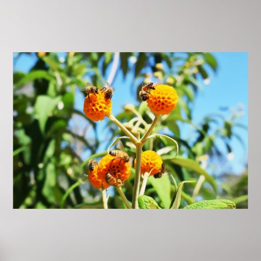 Bijen op het werk Poster (Voorkant)