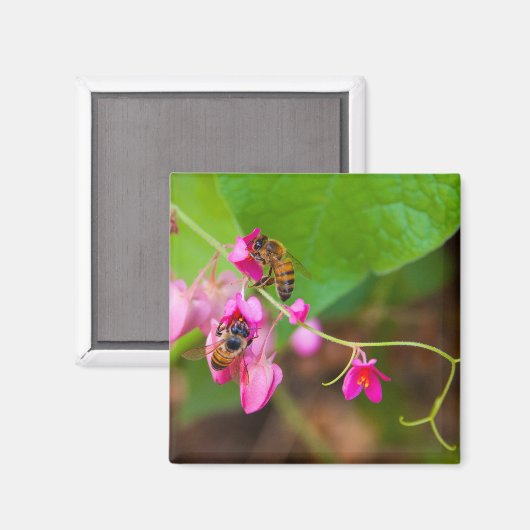 Bijen op koraalwijnbloemen magneet (Voorkant / Achterkant)