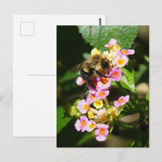 "Bijen op Lantana." Briefkaart (Voorkant / Achterkant)