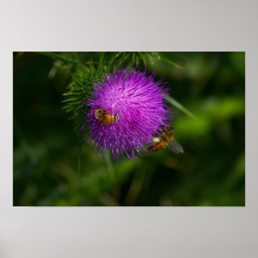 Bijen op Milk Thistle Poster (Voorkant)