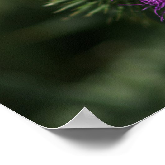 Bijen op Milk Thistle Poster (Hoek)