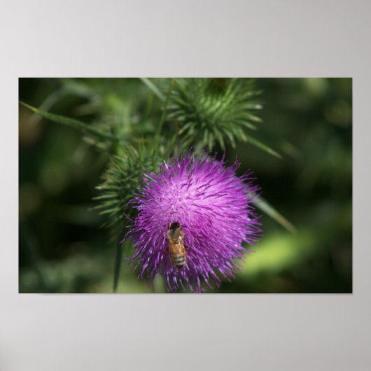 Bijen op Milk Thistle Poster (Voorkant)