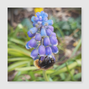 Bijen op Muscari Armeniacum Druif Hyacint magnetis