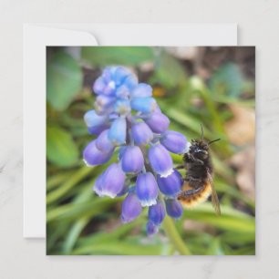 Bijen op Muscari Armeniacum, Grape Hyacinth