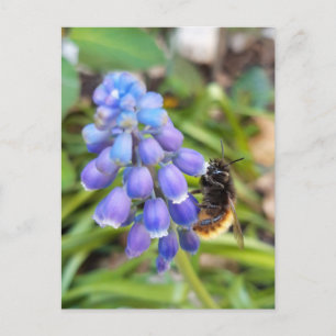 Bijen op Muscari Armeniacum, Grape Hyacinth Briefkaart