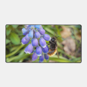 Bijen op Muscari Armeniacum, Grape Hyacinth Bureaumat