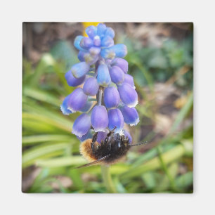 Bijen op Muscari Armeniacum, Grape Hyacinth Magneet