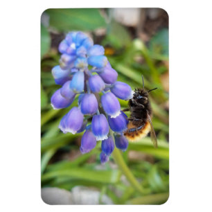 Bijen op Muscari Armeniacum, Grape Hyacinth Magneet