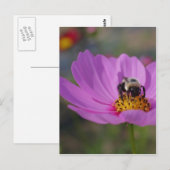 Bijen op roze kosmos, ventilatorNatuur Briefkaart (Voorkant / Achterkant)