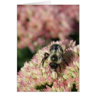 bijen op sedum