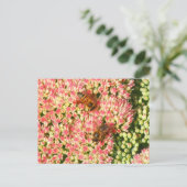 Bijen op Sedum Autumn Joy. Briefkaart (Staand voorkant)