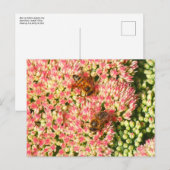 Bijen op Sedum Autumn Joy. Briefkaart (Voorkant / Achterkant)