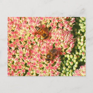 Bijen op Sedum Autumn Joy. Briefkaart