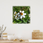 bijen op witte bloem poster (Keuken)