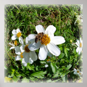 bijen op witte bloem poster